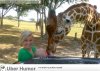 feeding babies to giraffes.jpg